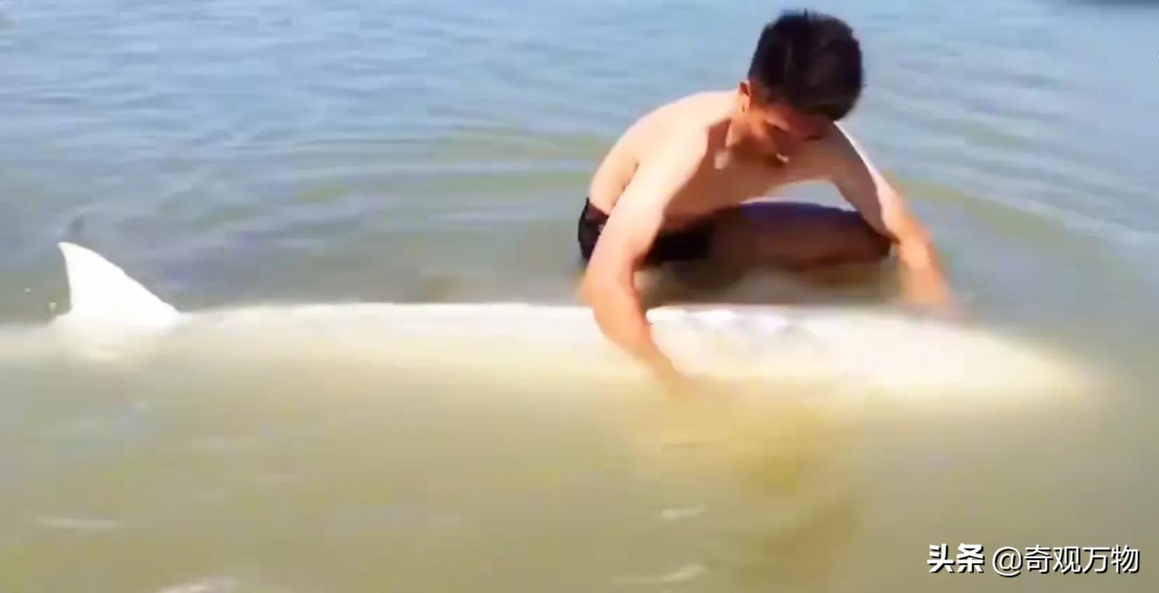 白化鲟鱼鱼子酱多少一条,鲟鱼鱼子酱值多少钱