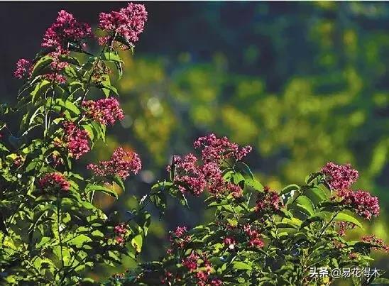 珍稀又漂亮的国家级保护植物,国家重点保护野生植物女神之花