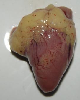 鸡张口呼吸拉白色粪便是什么原因,鸡呼吸困难拉白色稀粪怎么治