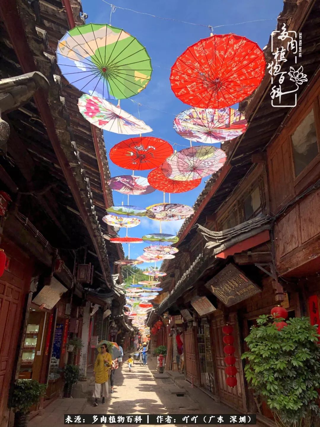 涓冨僵浜戝崡澶氳倝,浜戝崡澶氳倝涔嬫梾