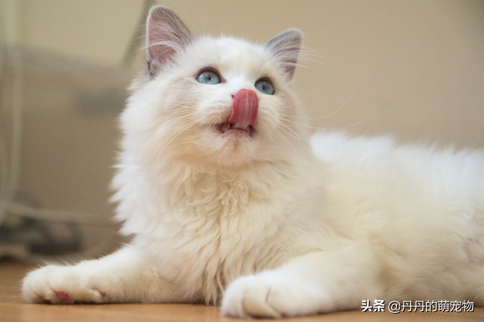 家有小馋猫全集,家有小馋猫怎么办