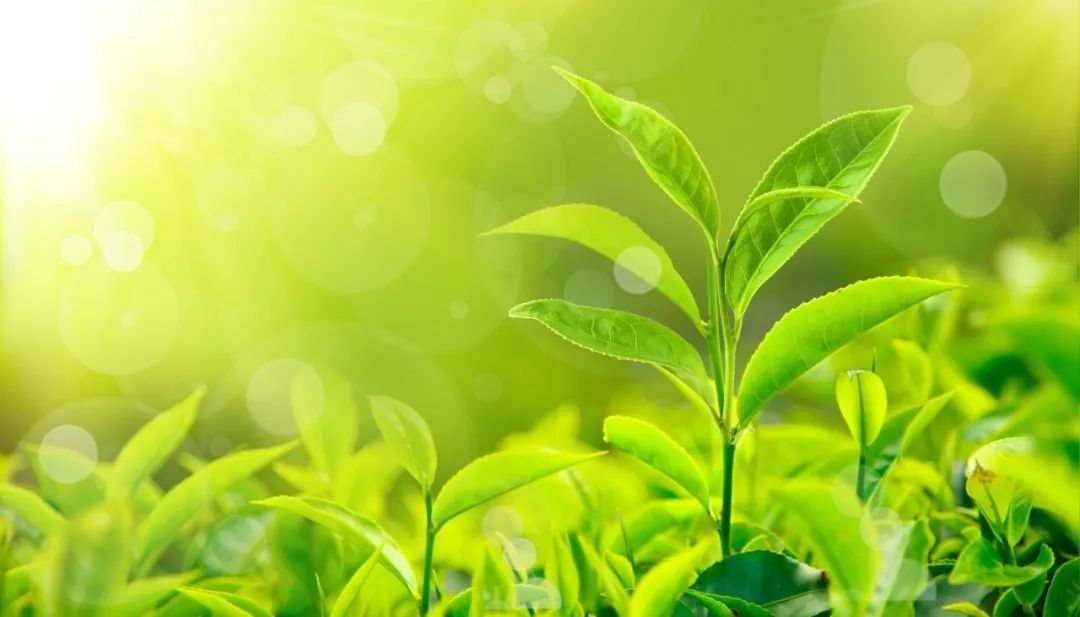 关于春天的成语和古诗句,有关于春天的诗和成语