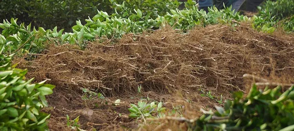 金秋砂糖桔砧木用什么好,香橙和枳壳砧木嫁接沃柑哪个更好