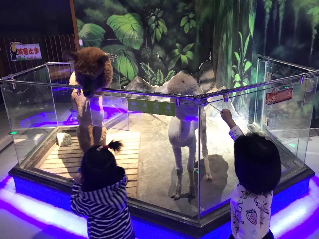 亲子必打卡动物园,动物园观赏园萌宠乐园等你打卡