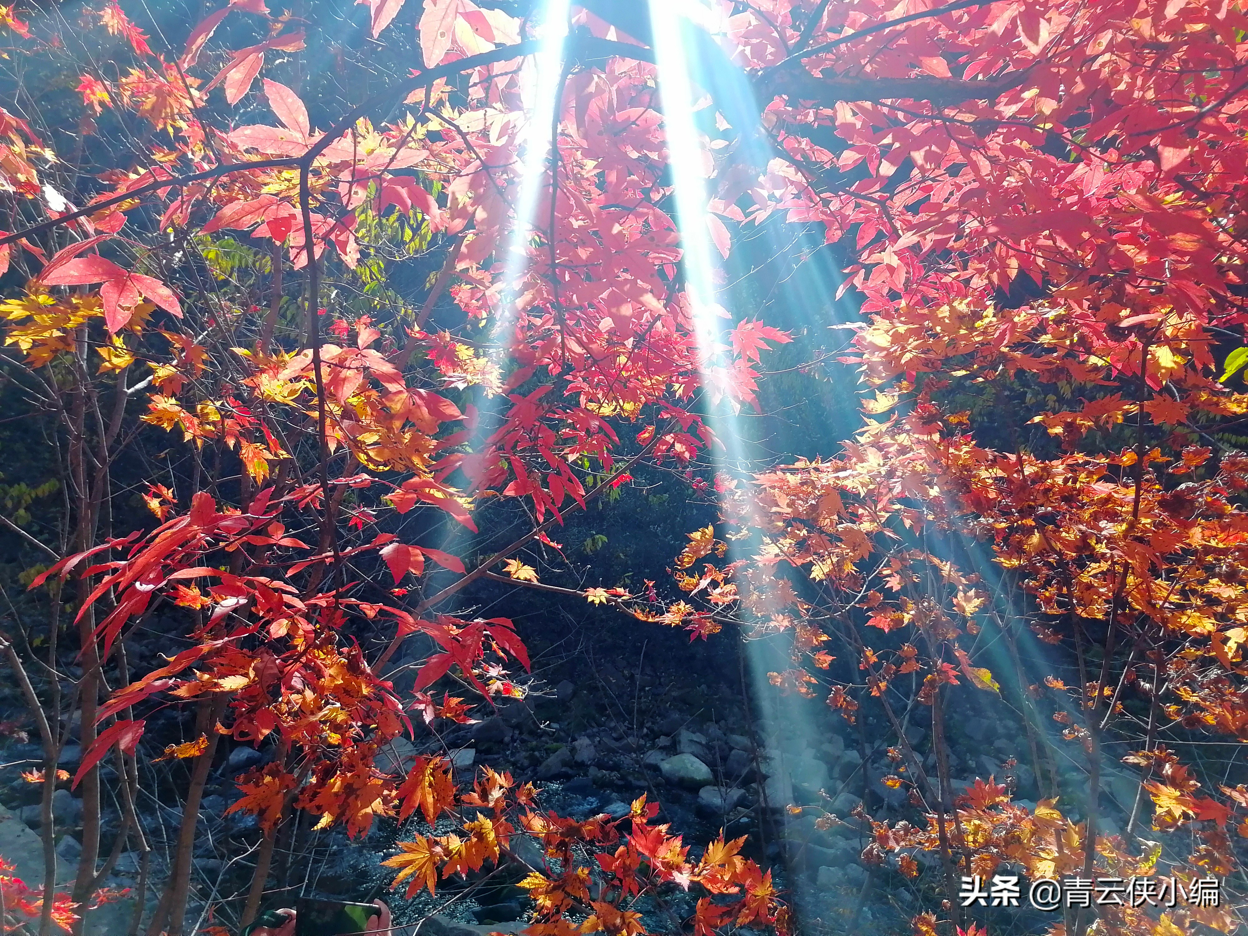 中国十大红叶最美的地方,四大赏红叶胜地