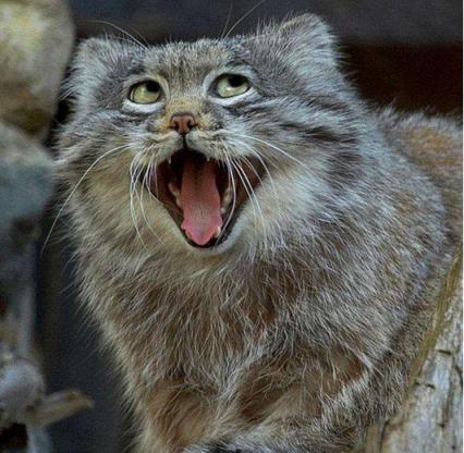 幼猫牙龈发红是什么病,幼猫食欲不振吐绿色液体