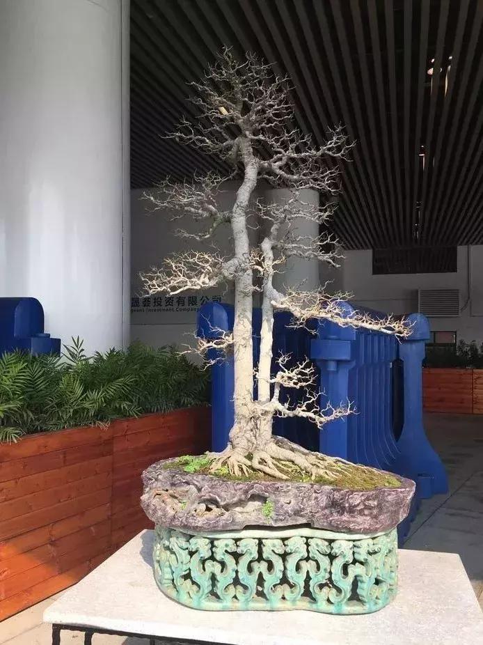 最值得收藏的六种盆景树种是哪些,西北盆景树种100种