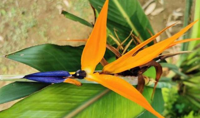 鹤望兰小盆栽怎么养,北方盆栽鹤望兰何时可以换盆