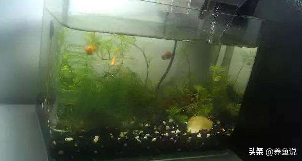 鱼缸水浑浊怎么处理才正确,鱼缸水质浑浊怎么处理方法图解