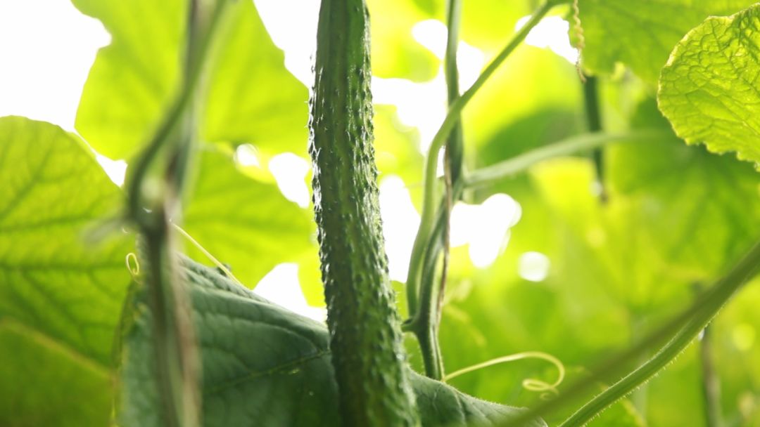 不可思议今非昔比,雁门关外的真相