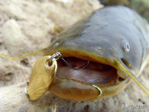 钓鲶鱼的最好方法,钓鲶鱼的方法和技巧