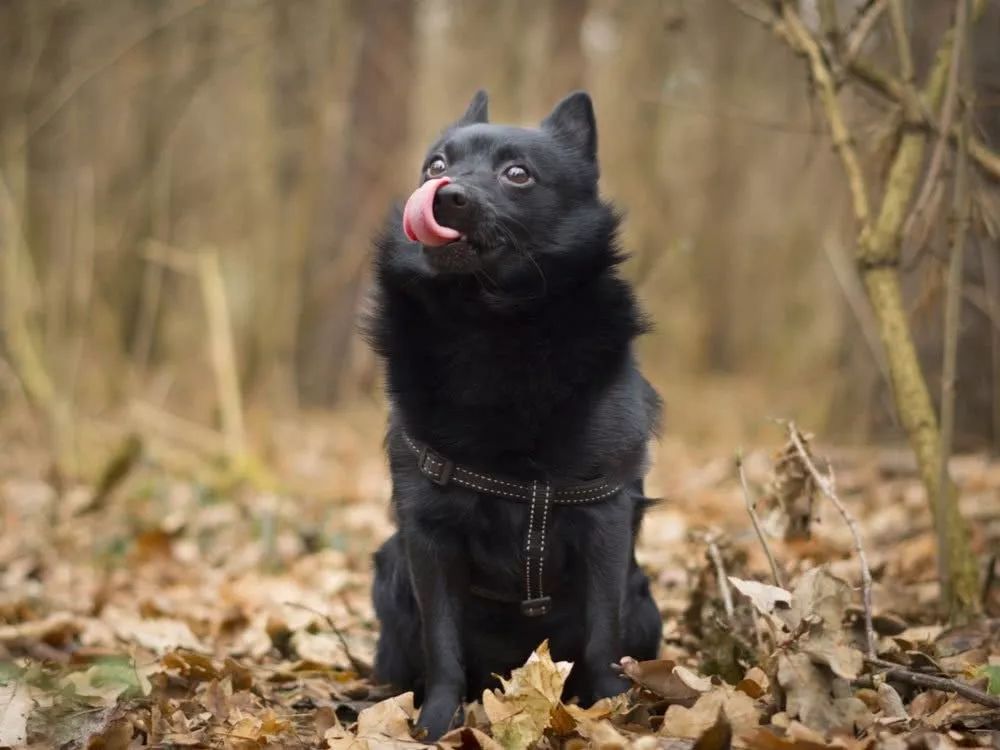 每日一犬爱尔兰猎狼犬,西帕基犬优缺点及性格特征介绍