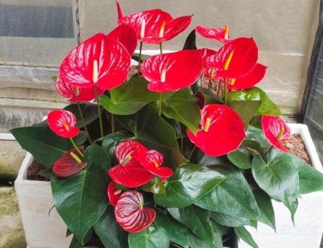 红掌烂根怎么样才能救活,红掌烂根怎么救