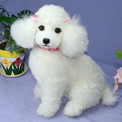 建议新手养的10种便宜狗狗不掉毛,十大适合家养的不掉毛狗狗有哪些