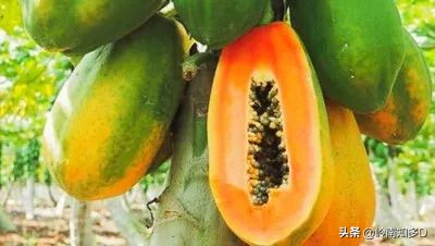 木瓜的学名还有哪些,木瓜科普知识