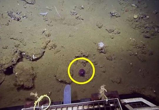 奇特的动物组合玩偶,塑料仿真动物模型小摆件套装