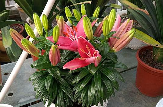 想要百合花花期长一点怎么做,想要养好花卉