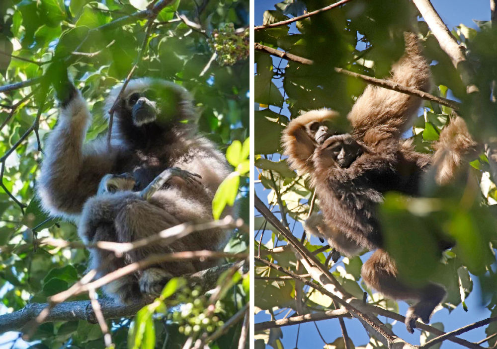 “星战”天行者现身云南？是时候认识我们的国宝了