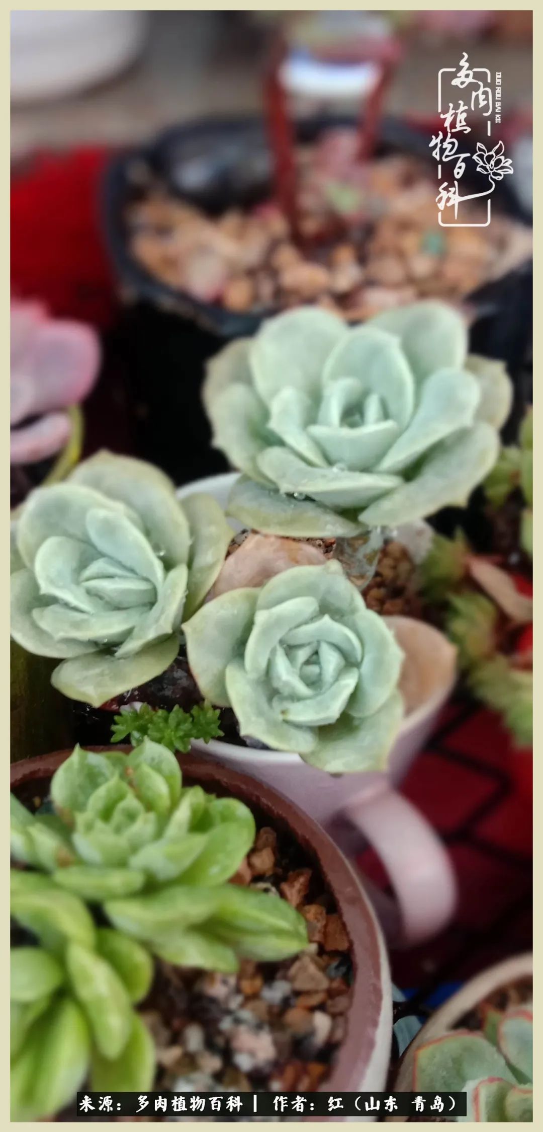 度夏多肉秋天发根,度夏坚强活下来的肉肉们