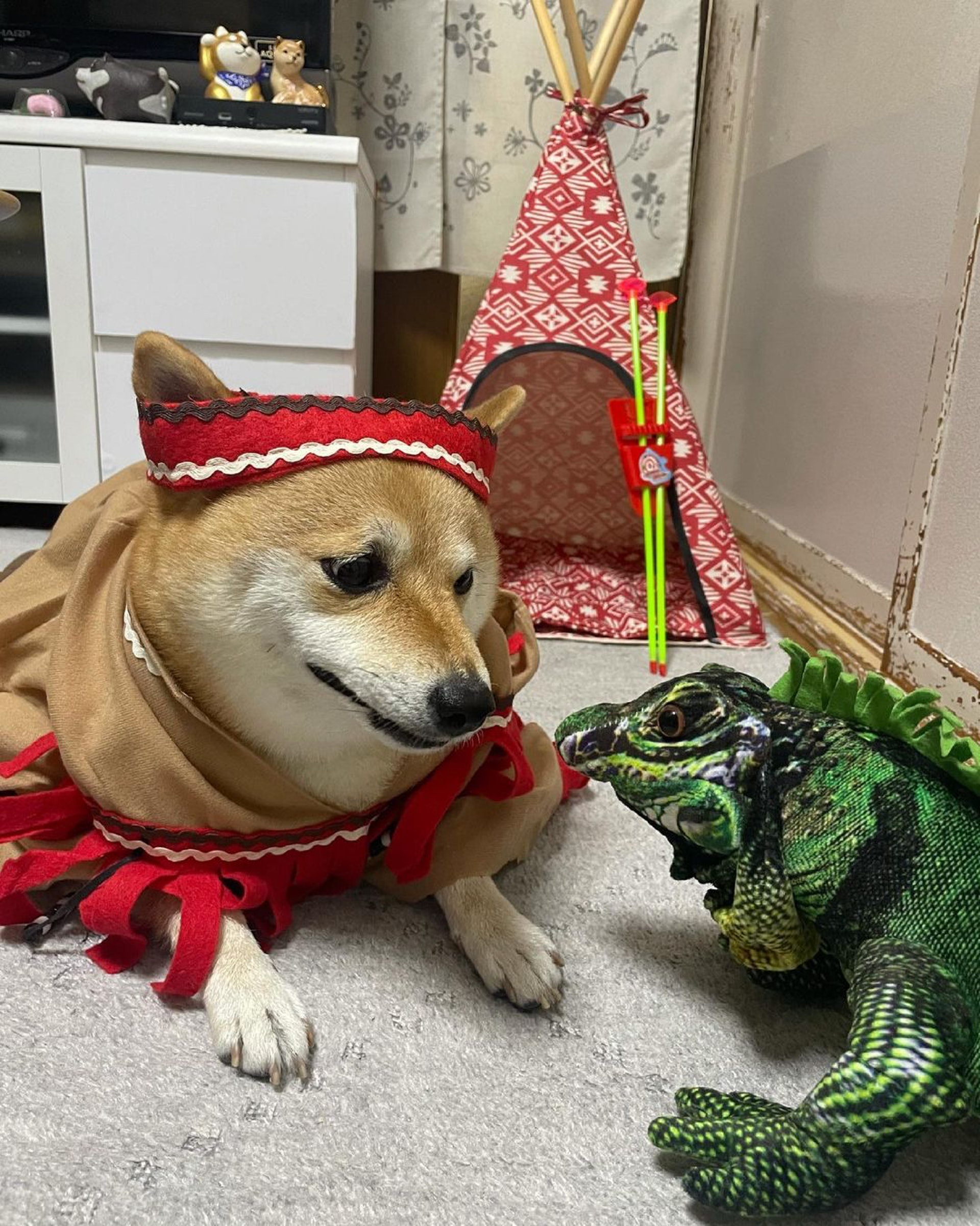 被砖头压住了!影帝柴犬超入戏25个连自己也骗倒的瞬间