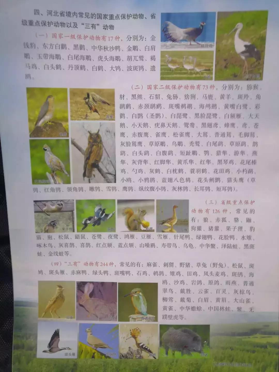 今天!涿州人都在传这段3分钟的“大鸟”视频,朋友圈都炸锅了……