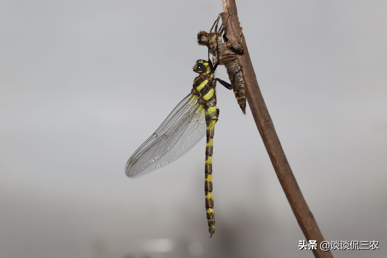 长得像螳螂，一年吃掉上万只蚊子，被人当美食吃，油炸嘎嘣脆