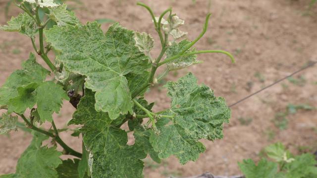 种植葡萄的基本知识,种植最好的葡萄需要哪些条件