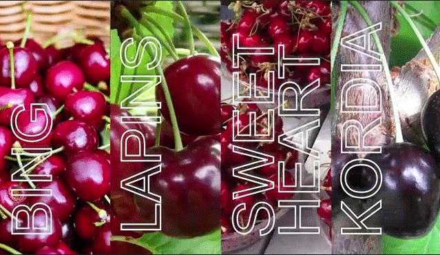 长春生鲜冷链配送,长春蔬果生鲜配送新鲜直达