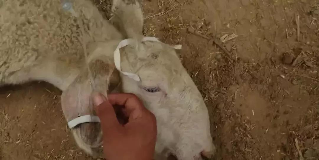 羊打针的准确位置和打针方法,羊打针肌肉注射正确部位图解