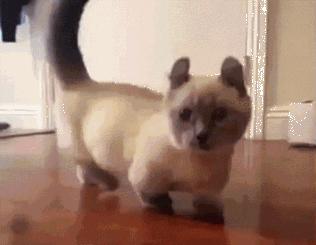 瀹犵埍鍥介檯鍔ㄧ墿鍖婚櫌闄㈣,瀹犵埍鍥介檯鍔ㄧ墿鍖婚櫌浣撳唴椹辫櫕