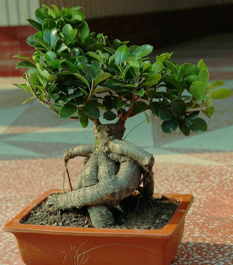 榕树怎么养才能养的叶片绿油油的,榕树盆栽怎么养才能更旺盛