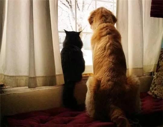 猫咪对金毛狗狗情有独钟，主人干脆买一只回来，这是什么神仙剧情