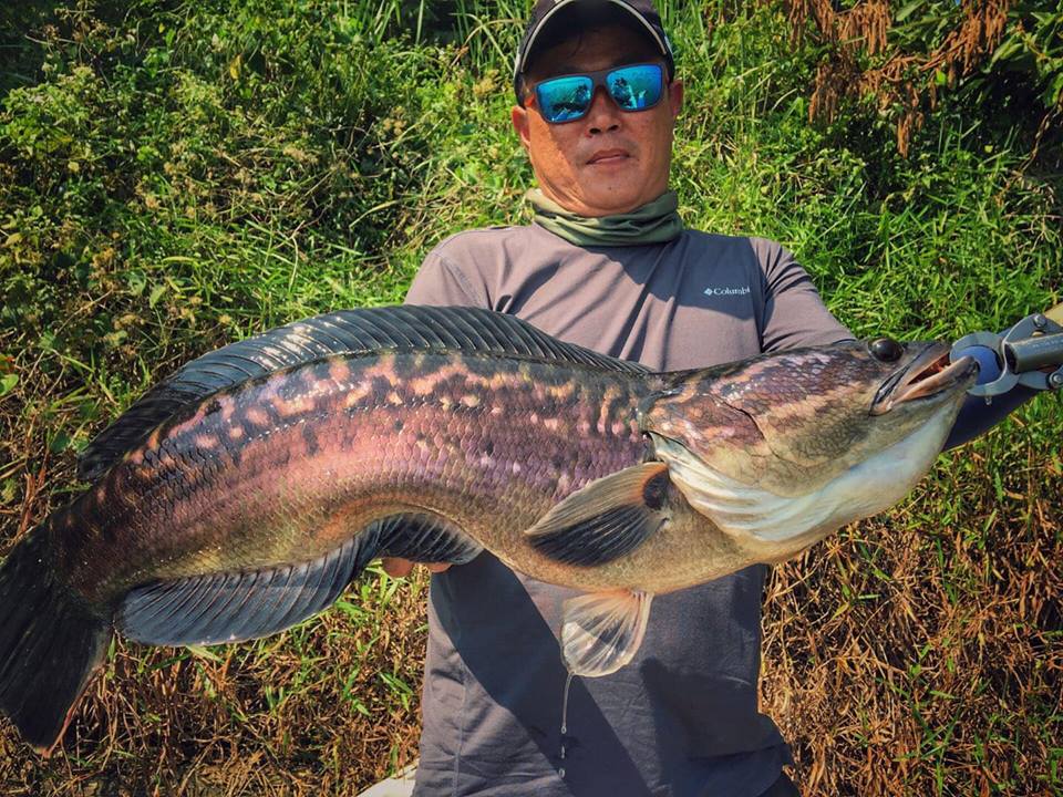 狮子鱼为何在美国泛滥成灾,蛇头鱼在中国为什么不泛滥