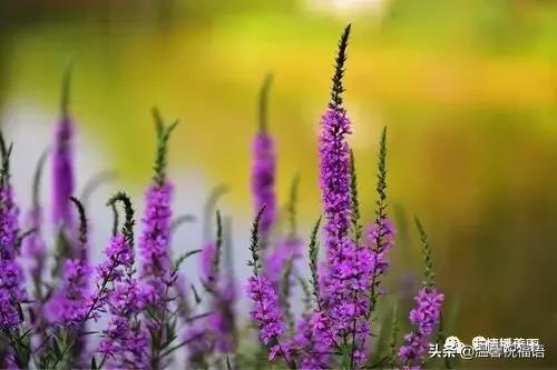 《家庭兴旺歌》《和谐歌》《夫妻歌》太绝了！句句精辟