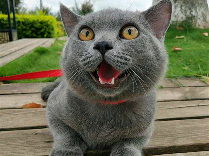 猫咪缺钙瘸脚是什么样的,猫咪跛脚是狂犬病吗