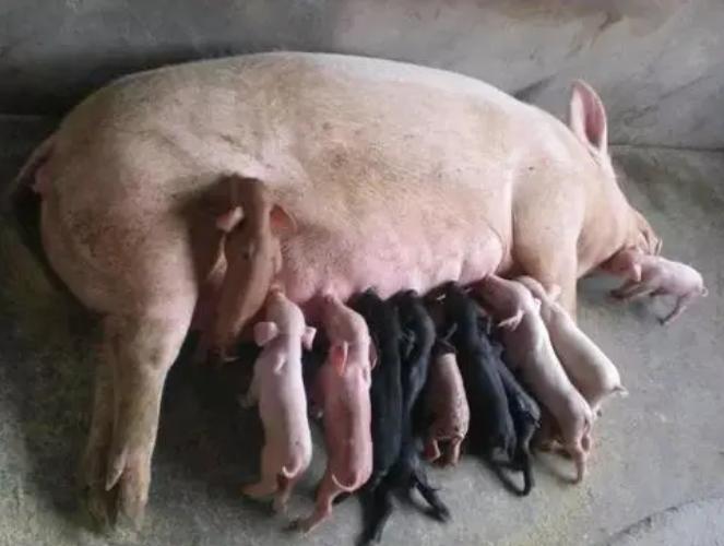 母猪下崽后没有奶水怎么办,刚下崽的母猪没奶水怎么办