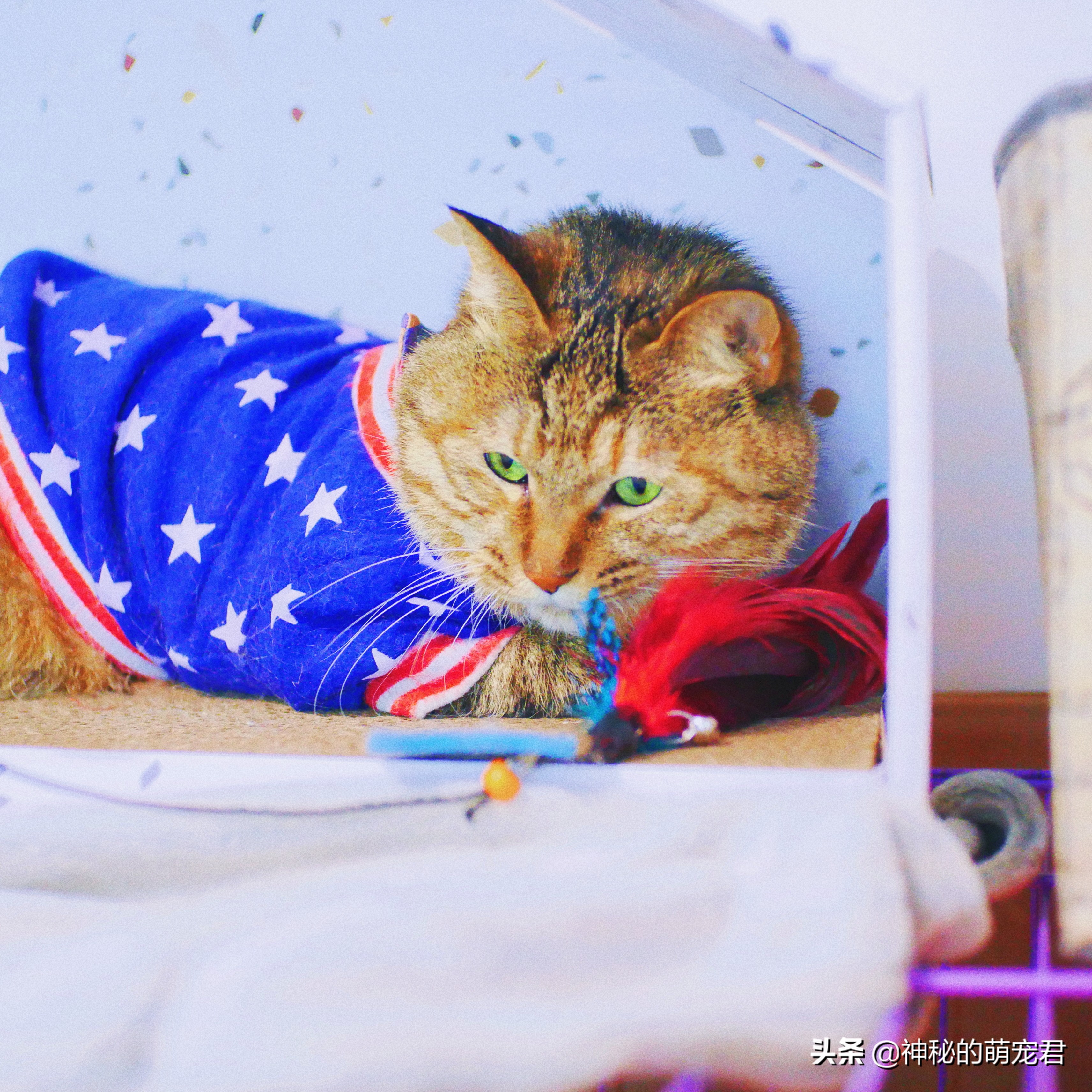 什么逗猫棒猫咪会玩,怎么做猫咪玩的逗猫棒