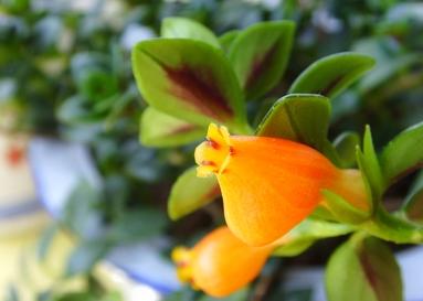 土培金鱼吊兰改水培要去根吗,金鱼吊兰如何养成粗壮的枝干