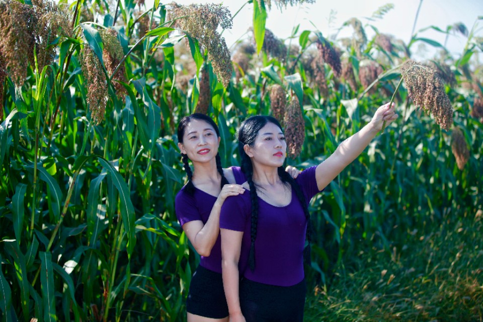 陕州区张茅乡：5000亩高粱红了,好似无际飘来的晚霞