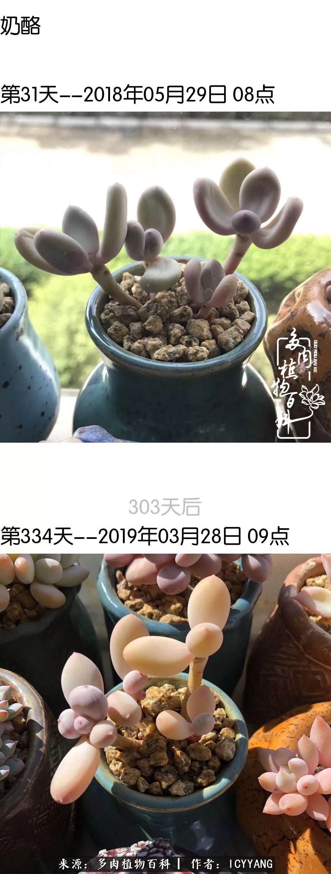 多肉隔着玻璃晒太阳效果好吗,隔着玻璃养的多肉照样长得好