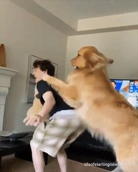 大金毛不听话怎样训练,大金毛根本不听话怎么办