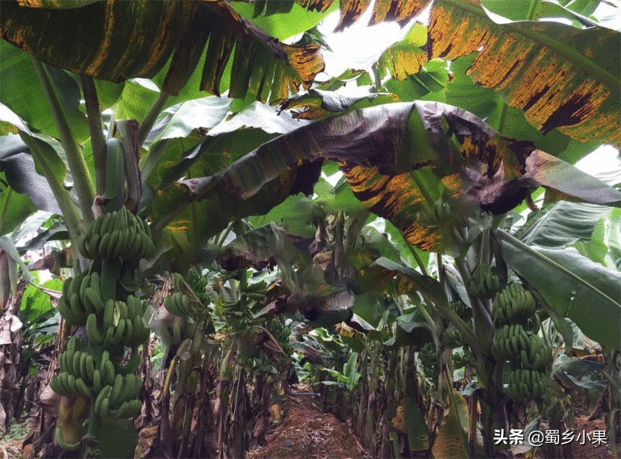 香蕉黑星病的发病规律,香蕉黑星疫病