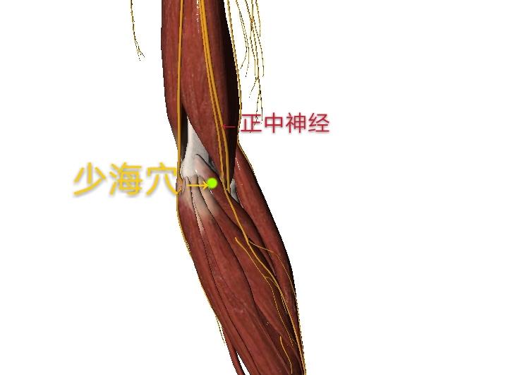 少海穴急救,少海穴的穴位图