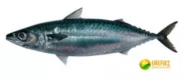 舟山4月份海鲜攻略,舟山海鲜代加工攻略