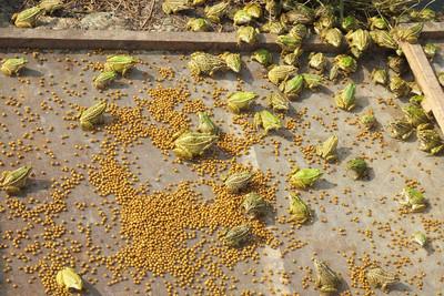 想赚钱去养殖场,养青蛙什么青蛙最划算