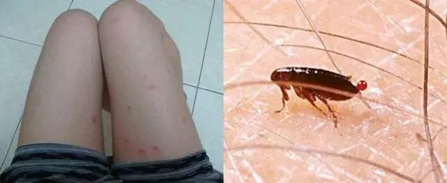 北方人到南方最能承受的温度,北方人到南方最怕冷吗