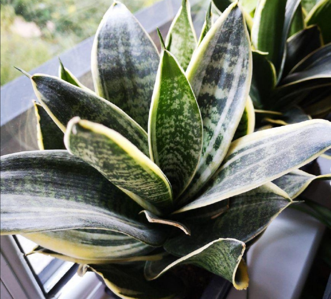 8种好养又好看的室内绿植,100种好看的观叶植物