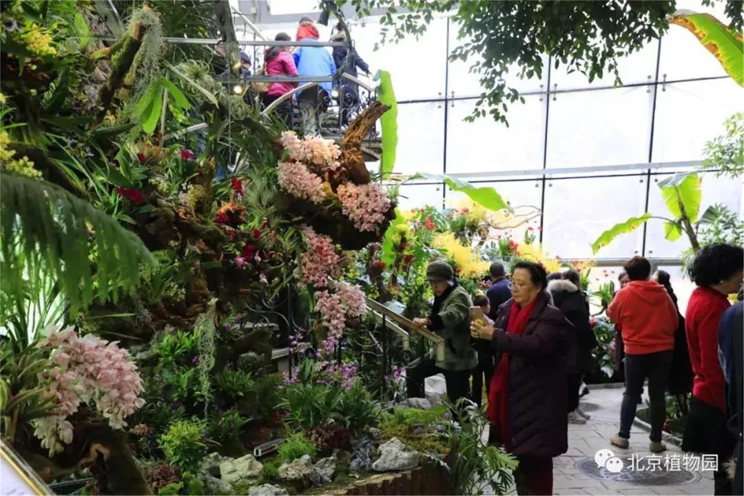 美美美！海淀这个地儿，万株兰花惊艳来袭，你招架的住吗？