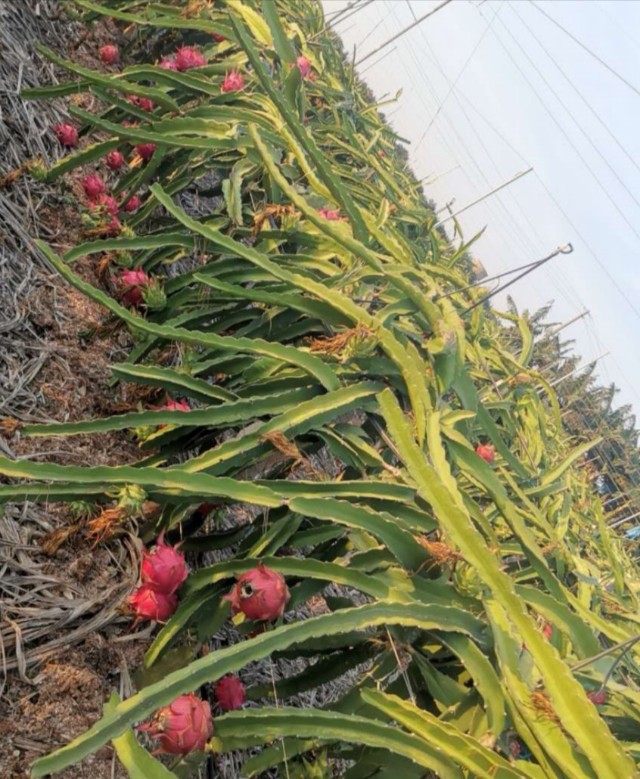 火龙果怎样算是坏了,火龙果怎样是坏了