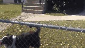 如何判断边境牧羊犬是笨是聪明,边境牧羊犬为什么不会攻击人